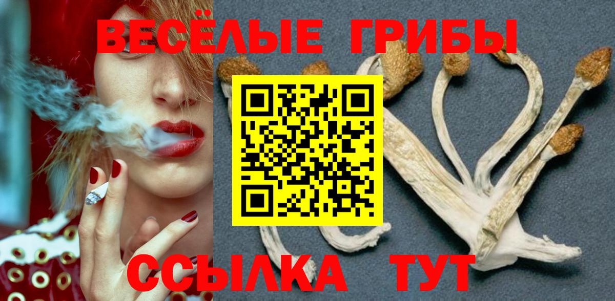 Тамбов  Галлюциногенные грибы Cubensis  Вход с VPN 
