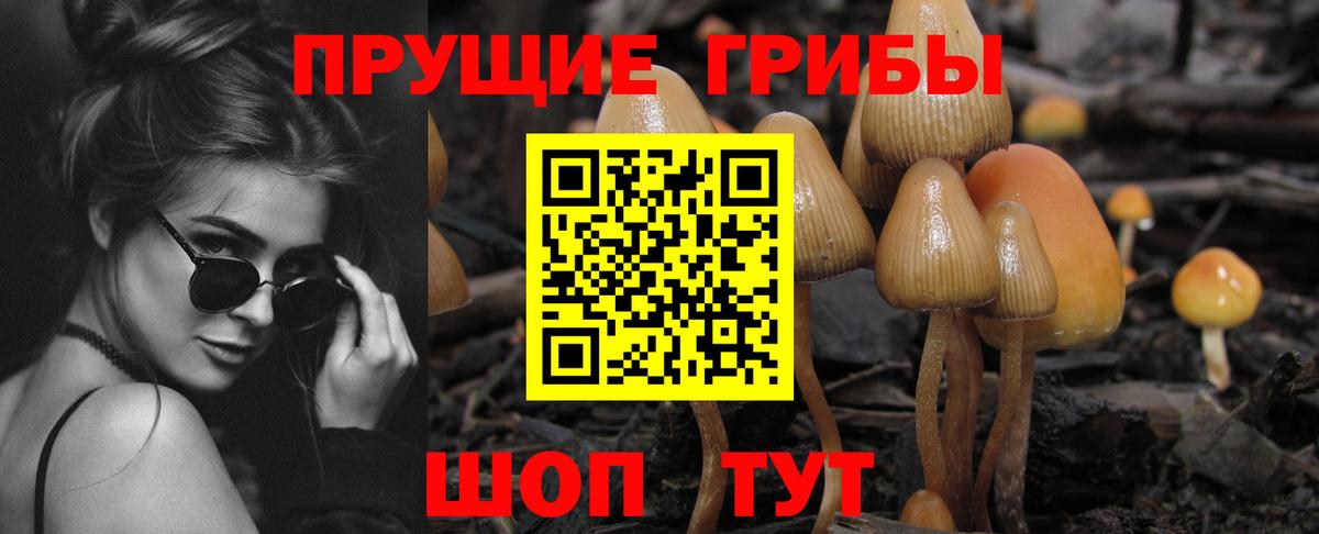 Галлюциногенные грибы Psilocybe Тамбов